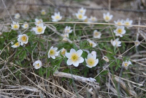 Månedens trimpost mai og månedens trimpost juni